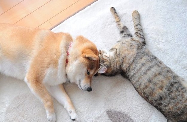 The tale of Kapuso and Nero to Doge - a journey of friendship, loyalty, and the birth of crypto legends that will warm your heart
