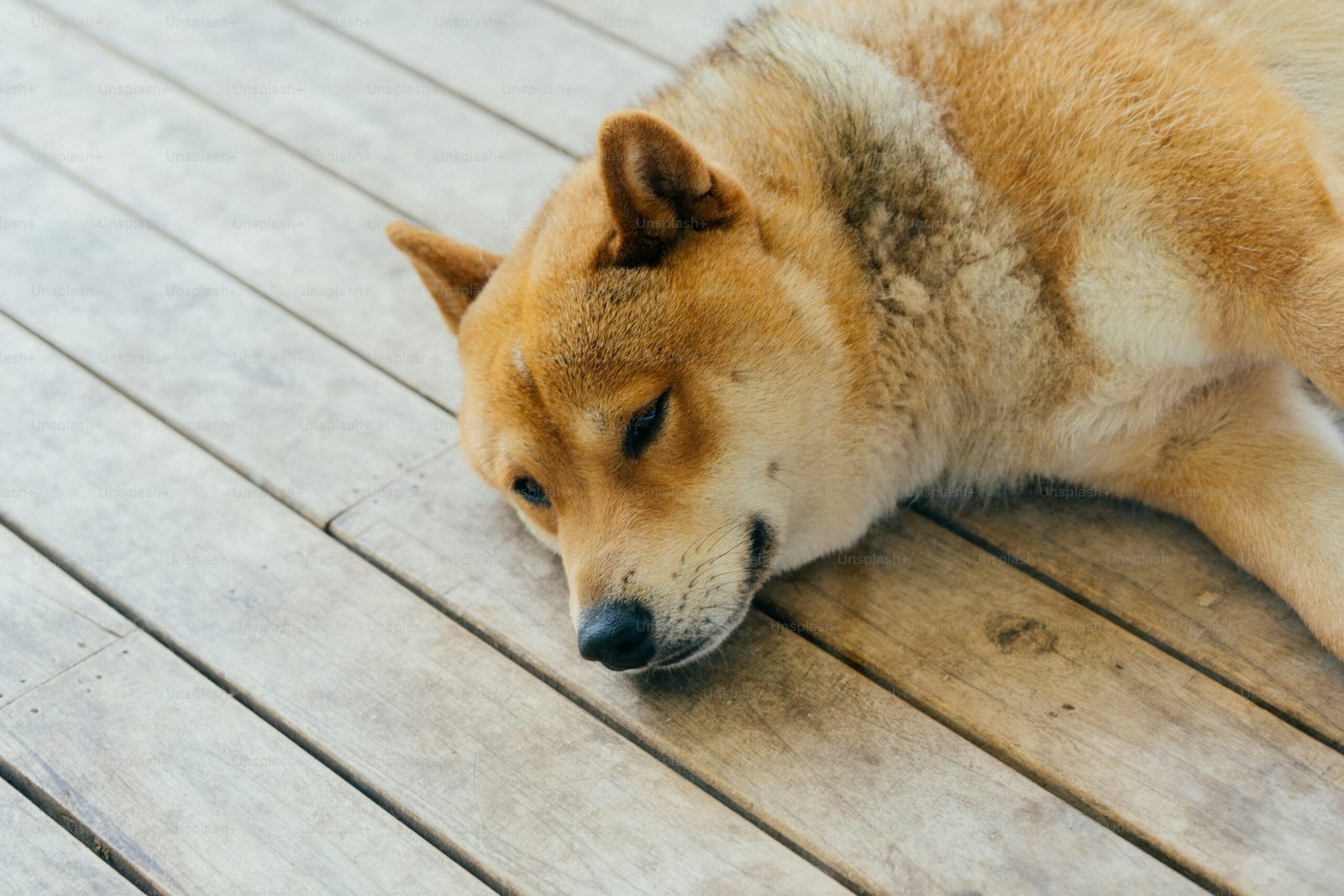 Shiba Inu